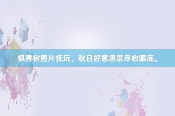 枫香树图片抚玩，秋日好意思景尽收眼底。